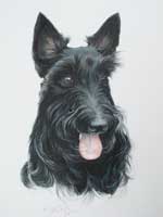 west Highland terrier